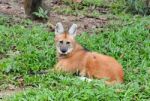 Maned Wolf Stock Photo