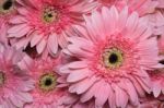 Beautiful Pink Gerbera Petals Close Up Stock Photo