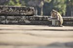 Long-tailed Macaque Monkey Sitting On Ancient Ruins Of Angkor Wa Stock Photo