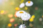 Soft Focus Flower Background When Sunrise In The Morning Stock Photo