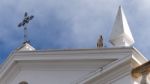 Faro, Southern Algarve/portugal - March 7 : Storks  At Faro In P Stock Photo