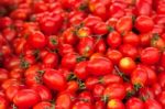 Tomatoes Stock Photo