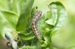 Worm In Garden Stock Photo