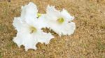 White Flowers On Lawn Stock Photo