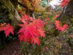 Japanese Maple (acer Palmatum) In Autumn Colours Stock Photo