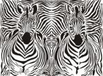 Zebra Pattern Background  Stock Photo