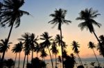 Silhouette Of Coconut Tree Stock Photo