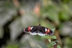 Postman Butterfly (heliconius Melpomene) Stock Photo