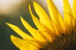 Sunflowers In A Field In The Afternoon Stock Photo