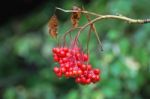 American Mountain-ash Berries Stock Photo