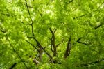 Close-up Of A Beech (fagaceae) Tree In An English Garden Stock Photo