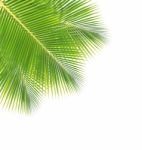 Coconut Leaf Isolated On White Background Stock Photo