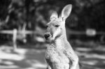 Kangaroo Outside During The Day Stock Photo