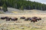 American Bison (bison Bison) Roaming In Yeloowstone Stock Photo