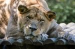 Barbary Lion (panthera Leo Leo) Stock Photo