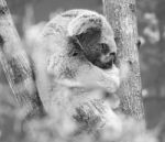 Koala In A Eucalyptus Tree. Black And White Stock Photo