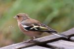 Common Chaffinch Close-up Stock Photo