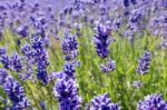 Spider In A Field Of Lavender Stock Photo