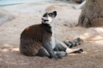 Brown Lemur On Ground Stock Photo