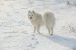 White Dog Samoyed Play On Snow Stock Photo