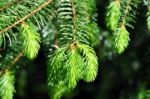 Fresh Fir Twig Stock Photo