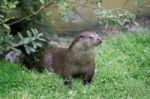 Eurasian Otter (lutra Lutra) Stock Photo