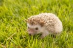 Hedgehog In The Garden , African Pygmy Hedgehog Stock Photo