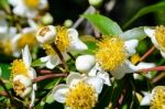 White Flowers Of Calophyllum Inophyllum Stock Photo