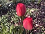 Tulips In The Garden Stock Photo