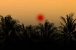 Coconut Tree With Shiny Evening Stock Photo