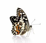 Butterfly Isolated On White Background Stock Photo