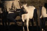 Cute Cows In The Countryside During The Day Stock Photo