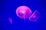 Moon Jellyfish Stock Photo