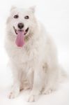 Obedient White Dog Stock Photo