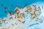 Fire Ants Stock Photo