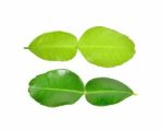 Bergamot Leaf On White Background Stock Photo