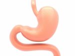 3d Illustration Of Stomach Stock Photo