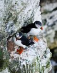 Puffin - Fratercula - Auk - Notrh Yorkshire - Uk Stock Photo