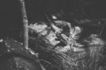 Water Dragon Outside During The Day Stock Photo