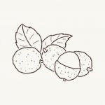 Lychee Stock Photo