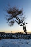 Lone Tree In Winter Stock Photo