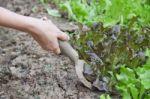 Hand And Cultivator Stock Photo