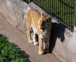 Tiger In The City Zoo Stock Photo