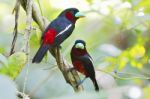 Black-and-red Broadbill Stock Photo