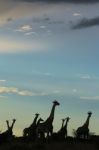 Giraffe Silhouette - African Wildlife - A Free Life Stock Photo