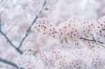 Cherry Blossom With Soft Focus, Sakura Season In Korea,background Stock Photo