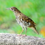 White Thrush Stock Photo