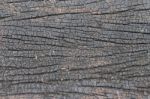 Striped Bark Stock Photo