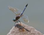 Dragonfly Stock Photo