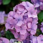 Pink Hydrangea In Full Bloom Stock Photo